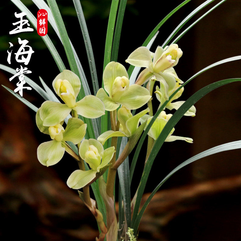 春剑梅瓣名品兰花兰草室内客厅盆栽玉海棠珍贵植物盆景