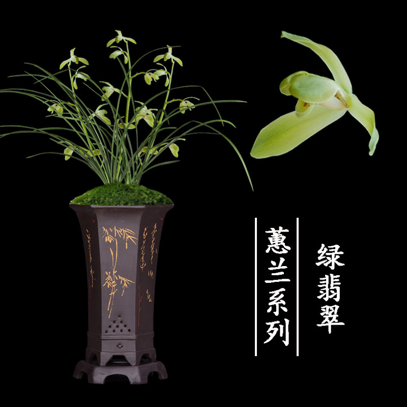兰花盆栽植物室内蕙兰浓香无花苞好养客厅绿翡翠名贵极品兰花苗