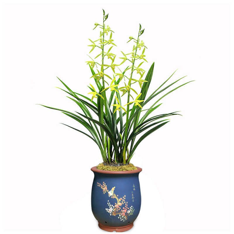 清仓价仙殿白墨兰花墨兰花苗盆栽植物名贵宽叶浓香