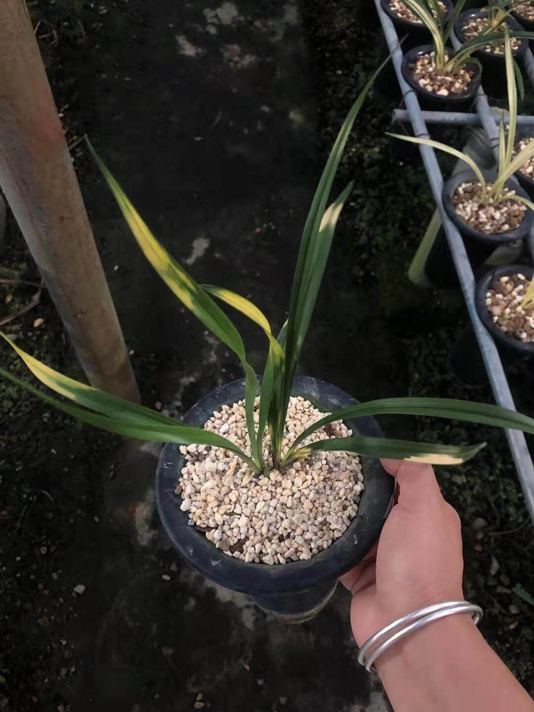 精品兰花春兰高级虎斑艺草守门山开花超香满屋飘香室内兰花绿植