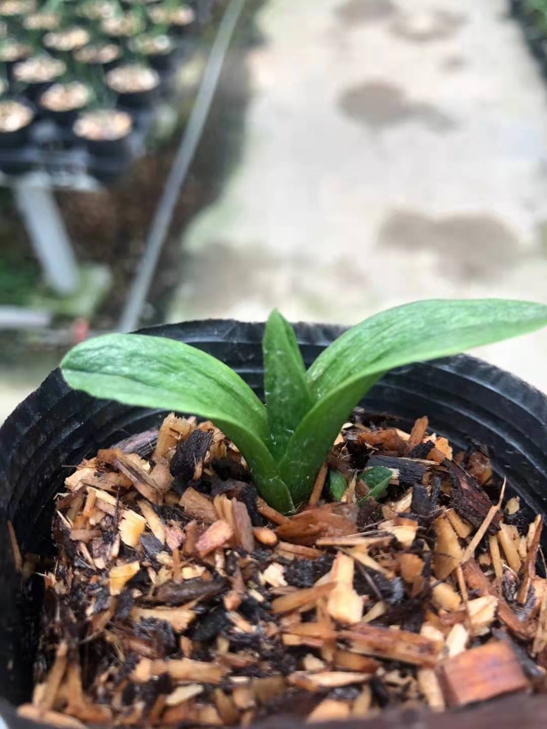 超靓袖珍墨兰粗皮矮种圆头珍珠龙容易开花超香满屋飘香趣味兰花