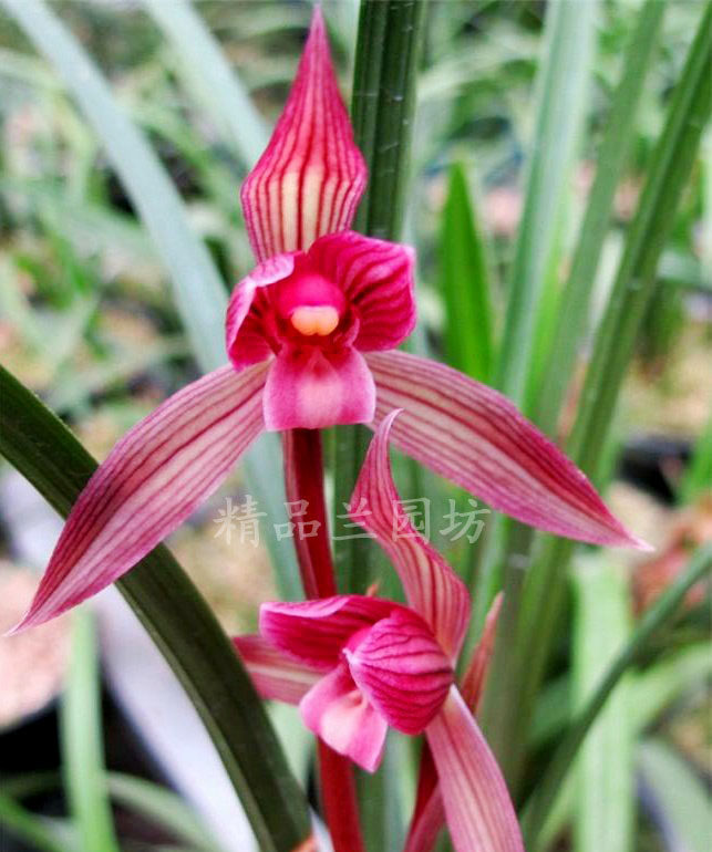 春剑都江红素 兰中珍品 漂亮色瓣 绿植盆载 正品限量包邮 兰花苗