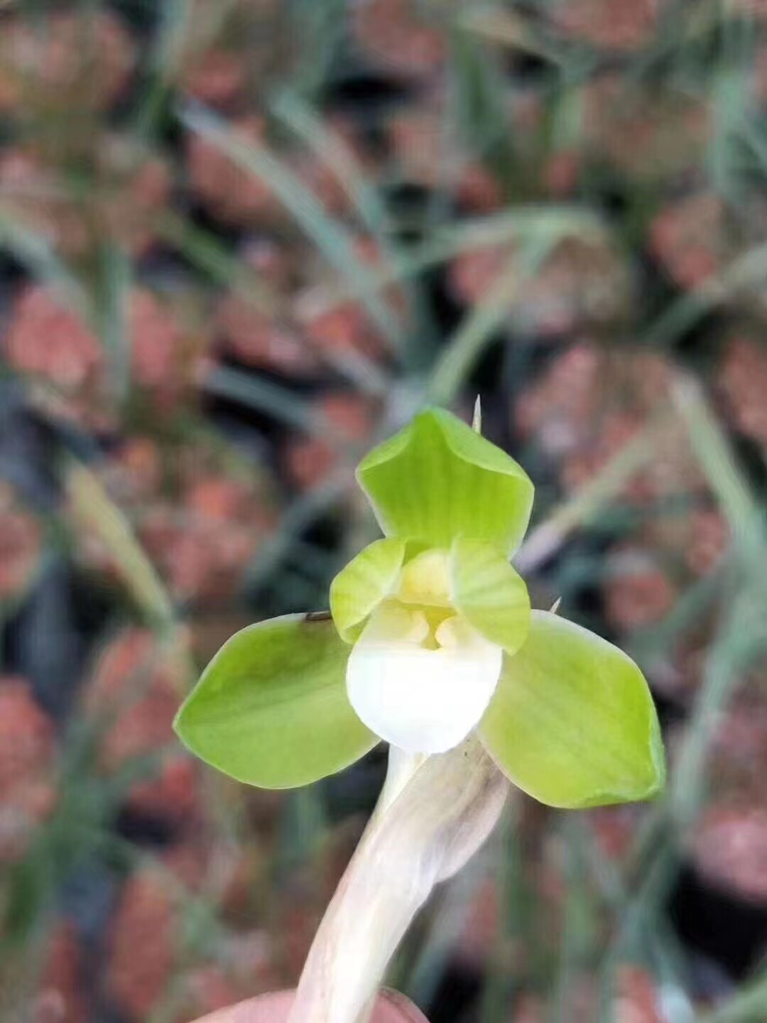 精品兰花春兰铭品～杨氏素荷多花苞特价出