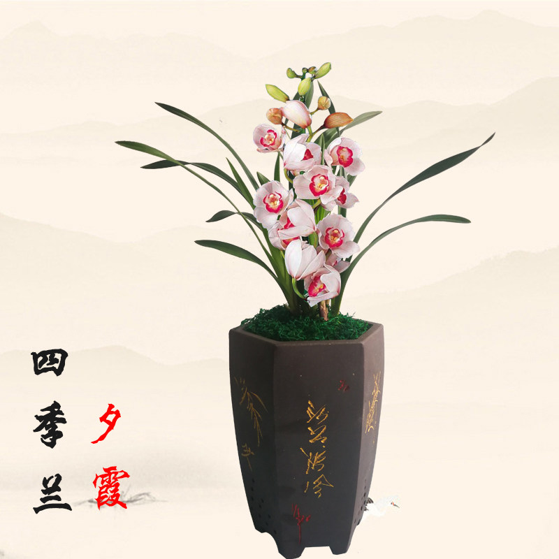 兰花苗墨兰【黑雪姬】浓香型花卉易开花易好养活办公室内绿植
