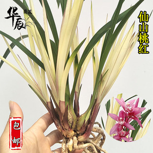 清仓价仙山桃红 兰花苗 浓香花卉 红色大花 绿植盆栽兰花