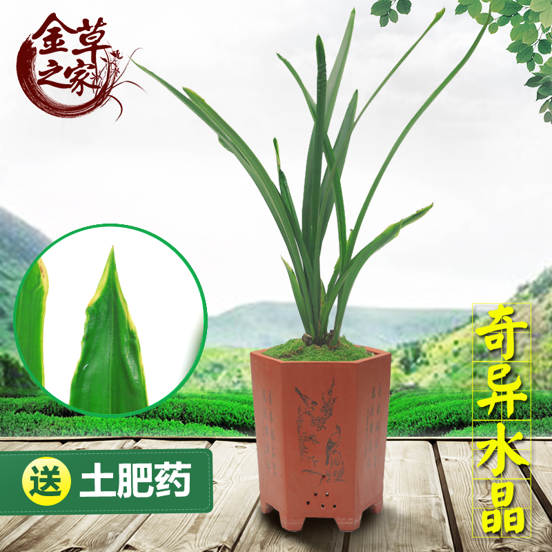 水晶好养绿植冬季带花苞报岁兰