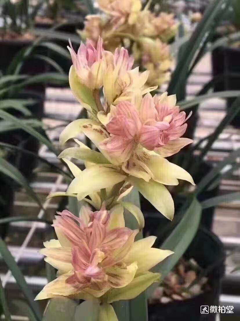 自然老种兰花苗开花超香四季兰富山奇蝶易开花满屋飘香花期带花