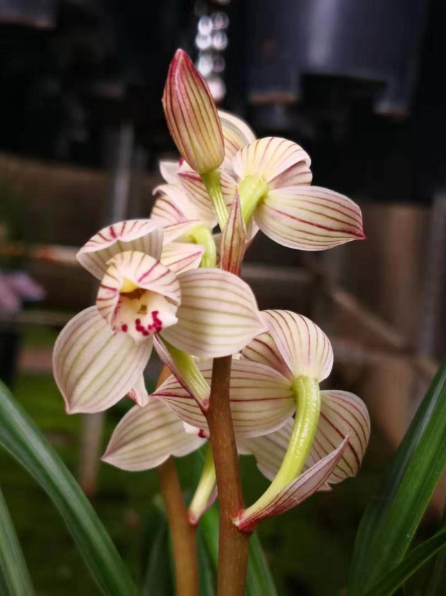 包邮 兰花苗客厅花卉阳台盆栽浓香老种兰花 莲瓣兰【蟠桃圣荷]