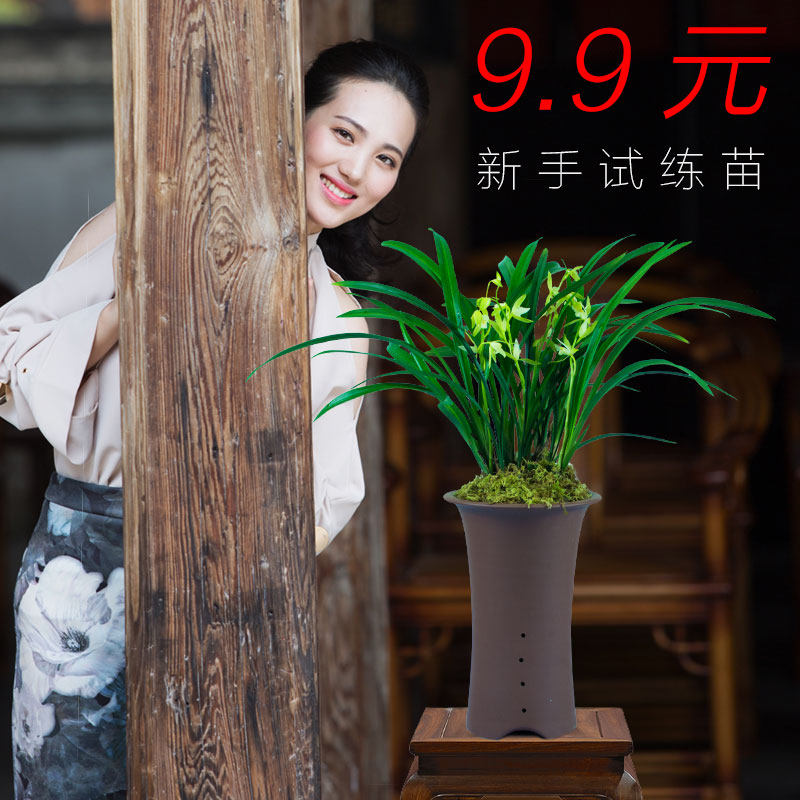 清仓价铭品兰花 建兰 观音素 花卉盆栽室内客厅观花
