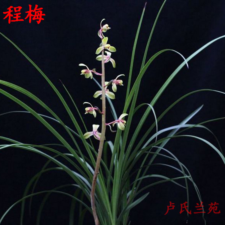 兰花苗程梅 蕙兰兰草浓香 阳台窗台书房客厅绿植盆栽 包邮 兰花