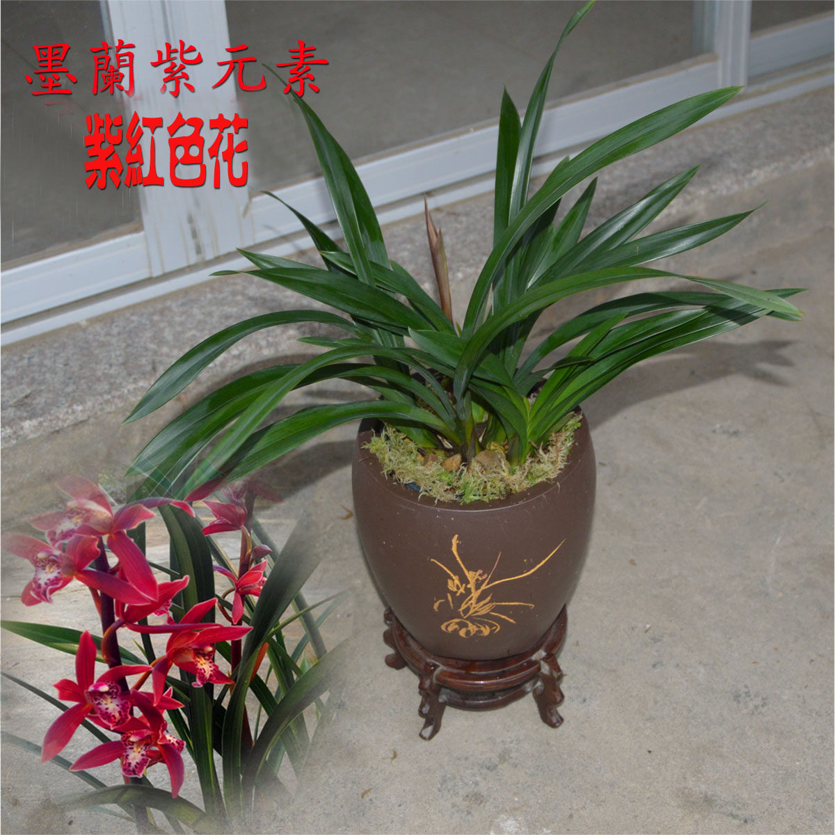 清仓价高品质墨兰兰花苗紫元素兰花冬带花苞紫红大花绿植盆栽