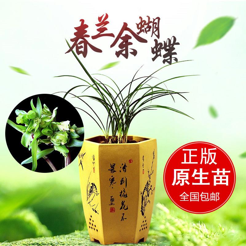 绿植浓香型盆栽美观兰花清仓价