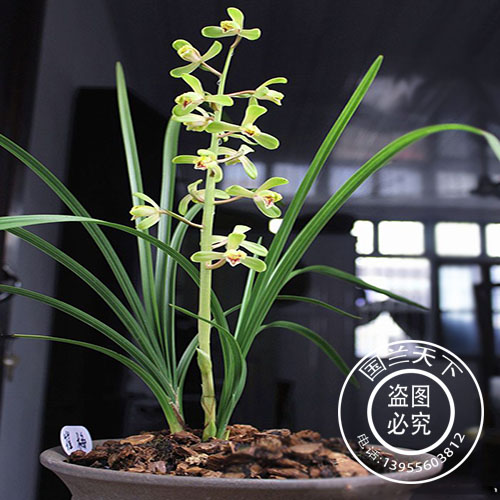 绿植盆栽兰花苗包邮