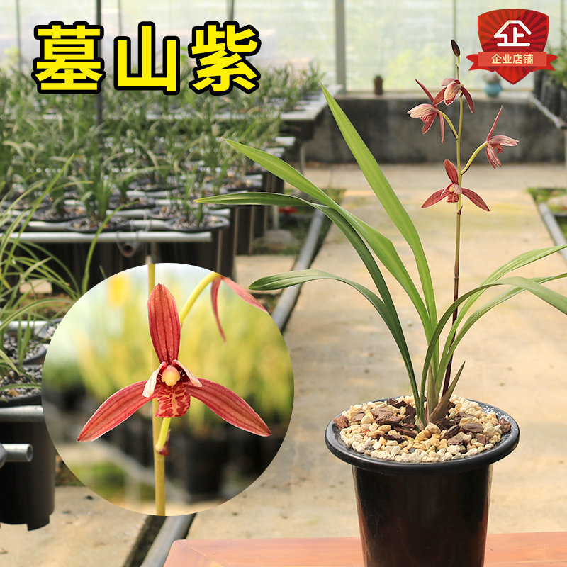 清仓价兰花墓山紫精品国兰铭品建兰四季兰鲜红色花清香优美