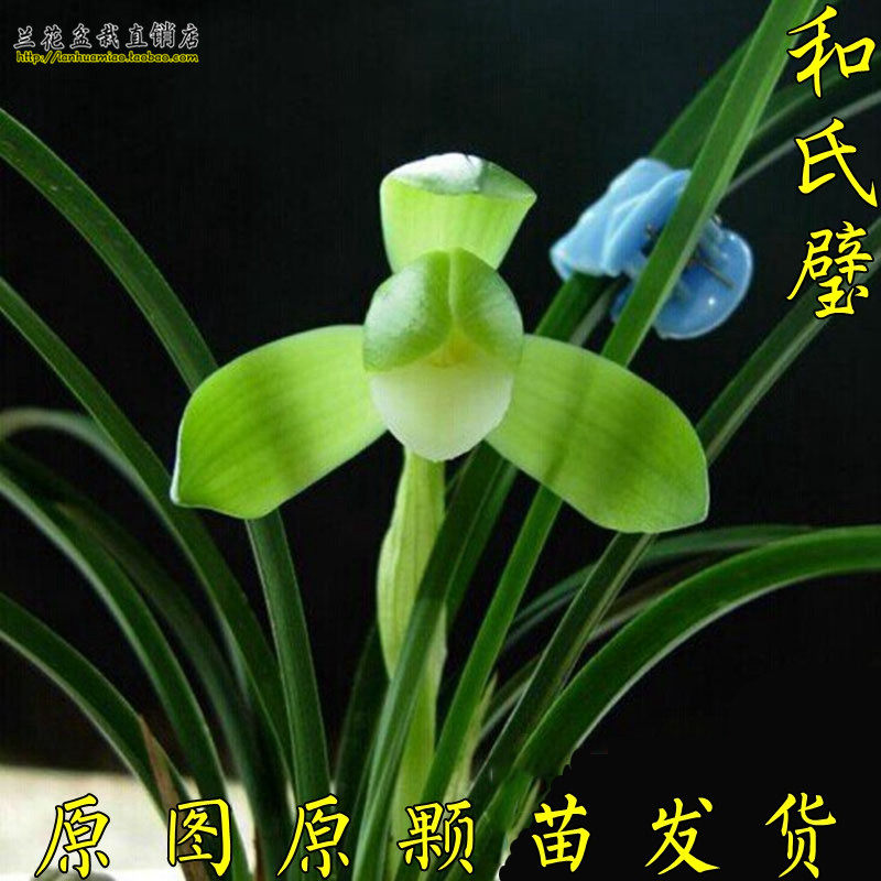 浓香型荷瓣素心兰 和氏璧 春兰四素之一 兰花 原图原颗21芽发货