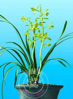 特香 惠兰名品兰花苗大一品 大花浓香蕙兰蘭花 特价送植料