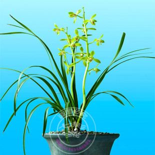 特香 惠兰名品兰花苗大一品 大花浓香蕙兰蘭花 特价送植料