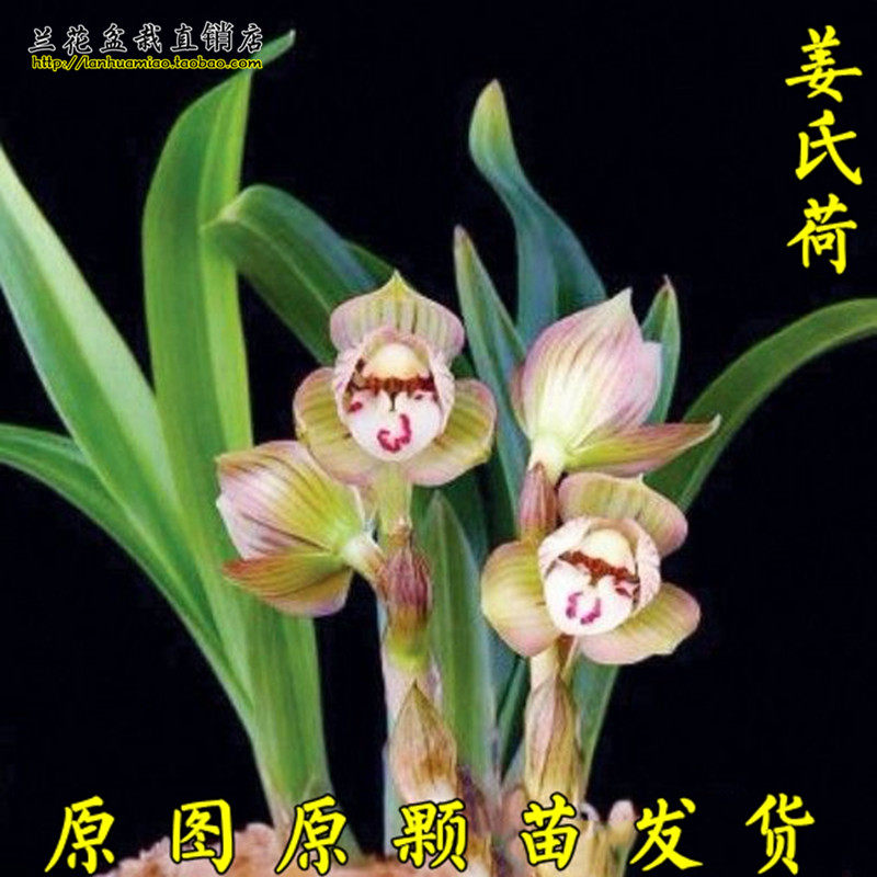 浓香型春兰老种 姜氏荷 荷瓣经典兰花 中矮种兰花 原图原颗发货
