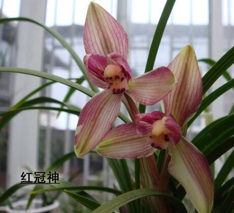 免邮 阳台兰花  春兰名品冠神和红冠神 正品保证 假一赔十