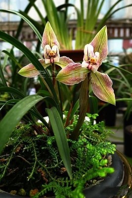 兰花春兰四川精品《余江蝉》，春节开花，高质量 室内兰花