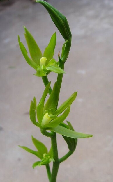 清仓价兰花素心奇花 墨兰报岁兰花卉盆栽绿植室内盆景绿云