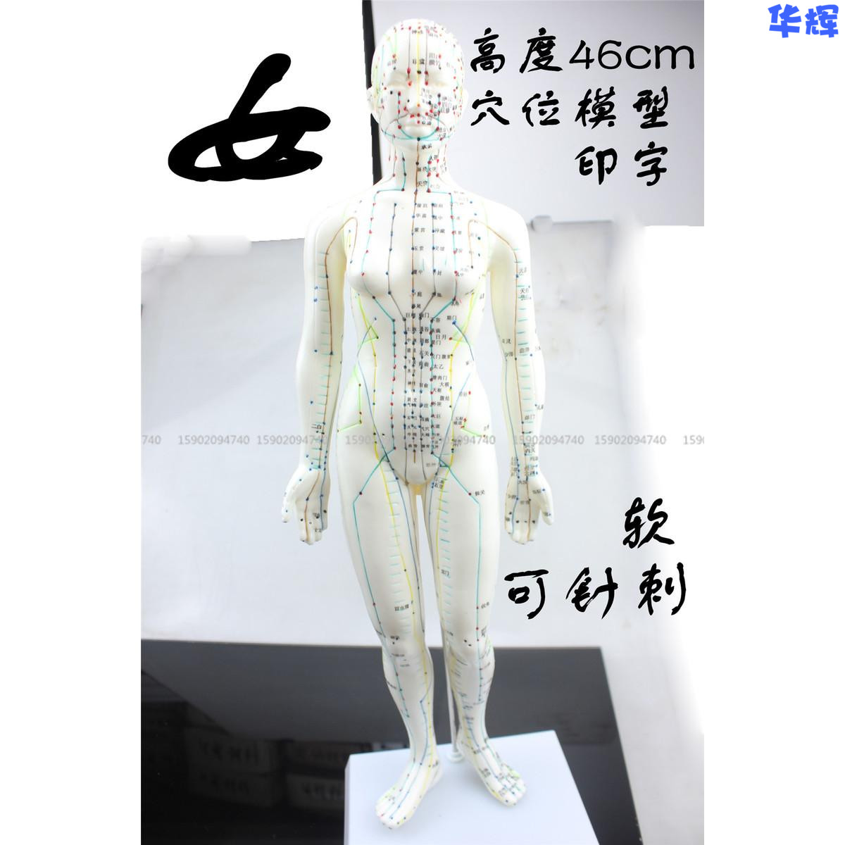 经络通人体穴位模型中医针灸女模标准超清晰按摩穴位练习软可针刺