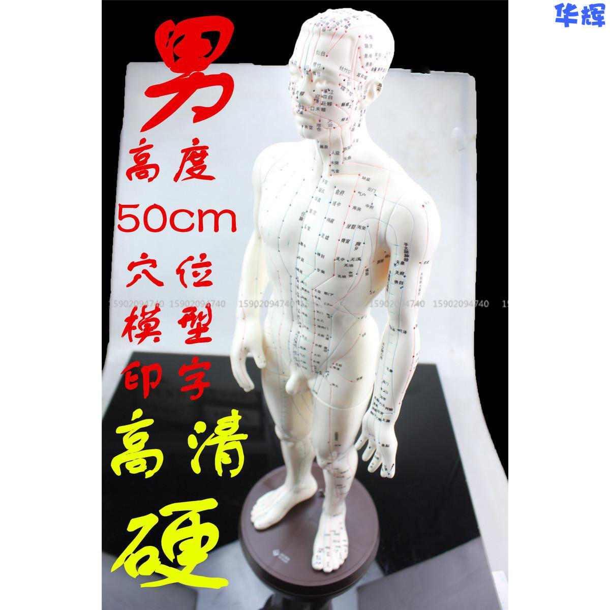 高清人体模型人体穴位模型医用针灸小人模型经络小人男性模型硬质