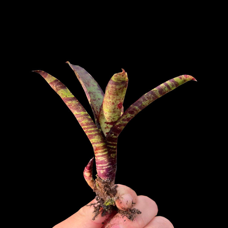 小型积水凤梨植物雨林景缸生态绿植爬宠水陆缸造景装饰花卉b属花