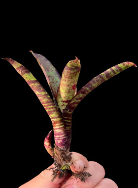 小型B属积水凤梨植物雨林景缸生态瘦高绿植可盆栽爬宠水陆缸造景