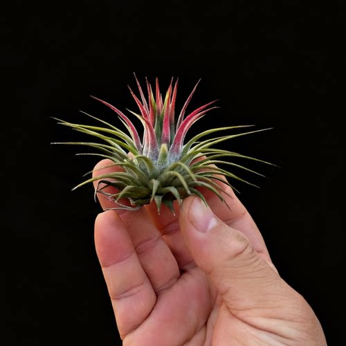 空气凤梨玫瑰精灵无土植物密叶花