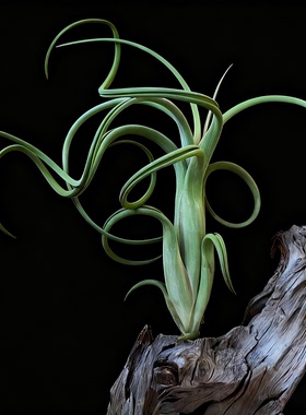 花中花空气凤梨无土植物T. intermedia室内卷叶绿植禅意桌面盆景