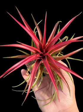 红叶贝可利空气凤梨无土植物室内桌面耐阴绿植盆景圣诞红空凤花