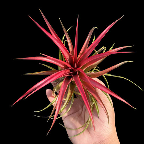 贝可利空凤无土植物桌面盆景绿植