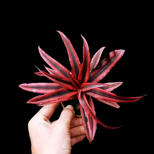 积水凤梨姬凤梨生态雨林植物水陆缸造景绿植盆栽中型多款花卉庭院