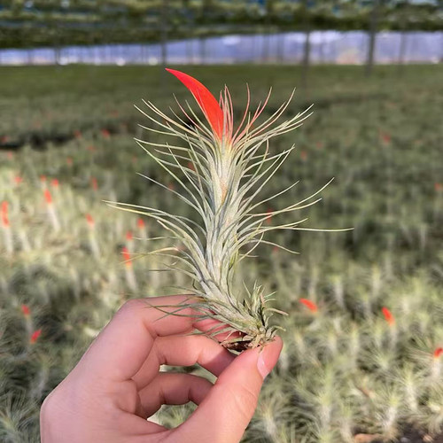 狐尾空气凤梨无土植物桌面小花卉