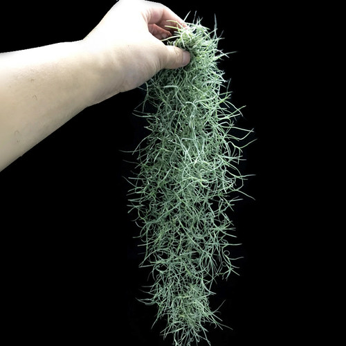 松萝悬挂无土绿植喷水就活吸甲醛