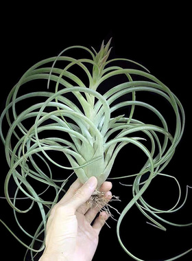 晚霞空气凤梨无土植物卷叶易发色绿植红色花卉室内桌面盆栽多肉花