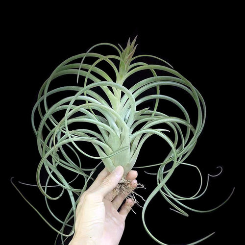 晚霞空气凤梨桌面无土盆栽吸甲醛