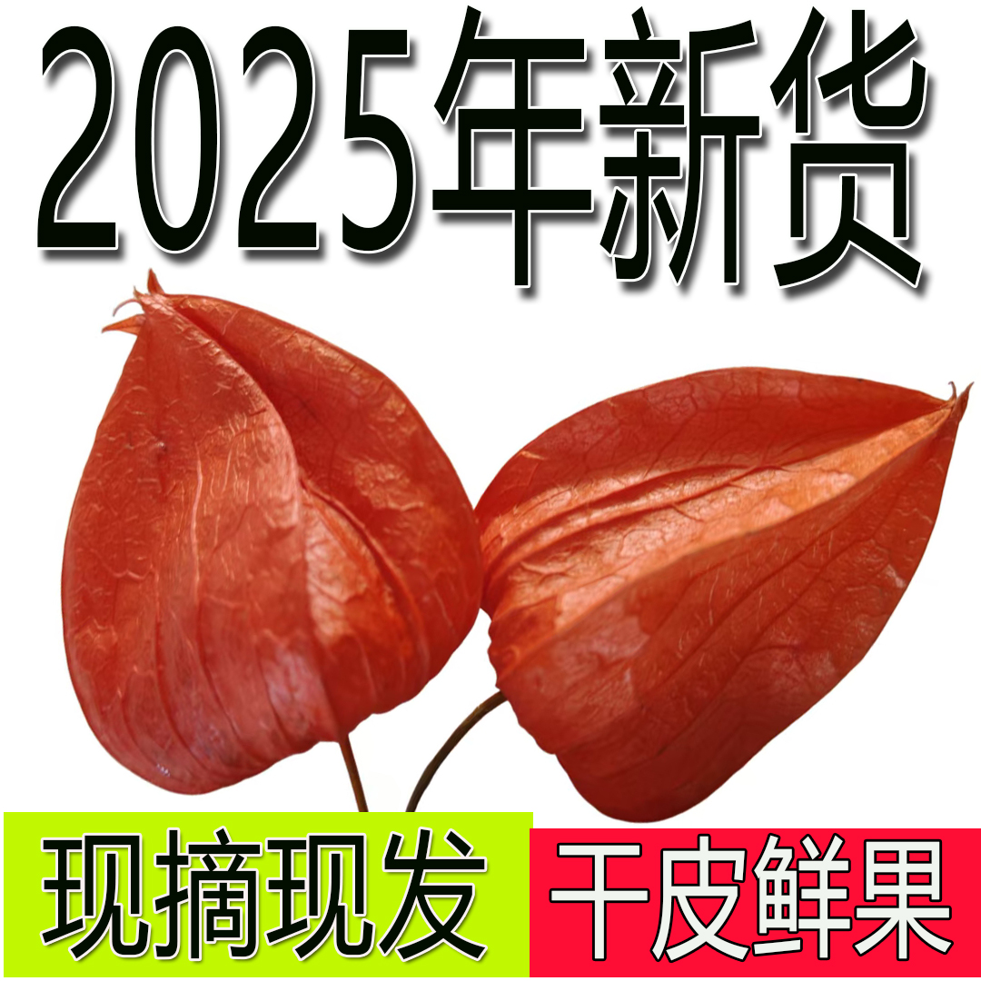 黑龙江新鲜野生红姑娘果泡水用干皮中药材锦灯笼苦山菇娘酸浆包邮