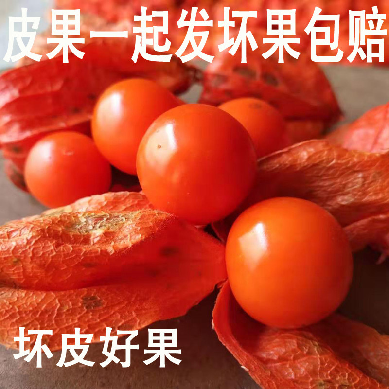 中药材东北野生红姑娘酸浆鲜果大红锦灯笼山菇娘药食同源适合吃果