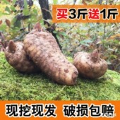 新鲜天麻现挖鲜天麻仿野生冬麻非云南昭通天麻买三斤送一斤可批发