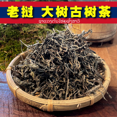 老挝高端大树古树茶2024年春清香800年树龄茶清淡汤色蜜香高品质