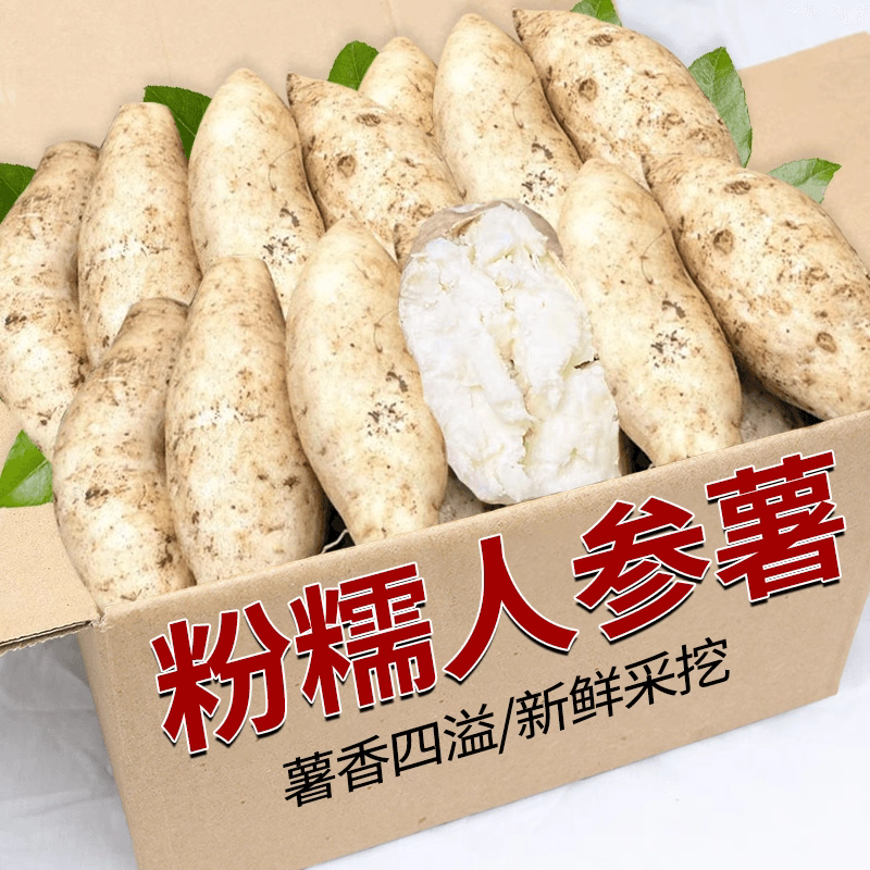 白皮人参薯25年新鲜白皮人参薯白心板栗红薯香甜番薯爆粉白心薯