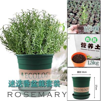 mint, rosemary, thyme, spices, plant seedlings, basi