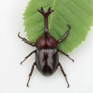 独角仙幼虫成虫宠物甲虫新手套餐巨型超大个体兜虫活体锹甲花金龟