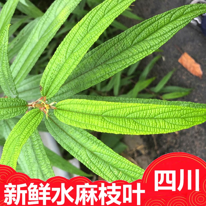 新鲜水麻叶子草沟边木假密蒙折骨藤水细麻水玄麻植物枝 500克包邮