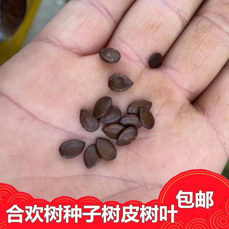 新鲜银色合欢树四川发货包邮