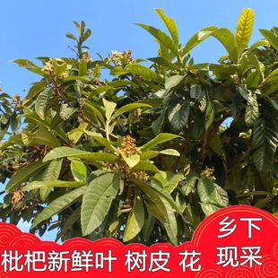 新鲜枇杷树绿色叶子根叶新鲜根树皮 琵琶鲜500g克 鲜叶片花食同源