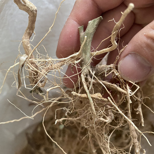 新鲜龙葵草根果草叶子根子植物食用野葡萄天茄苗白花菜全株带根整