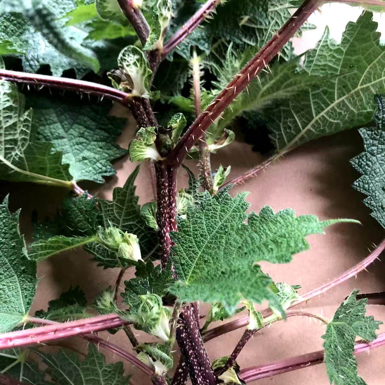 新鲜红心霍麻红荨麻根干品中药材